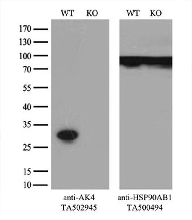 AK4 Antibody in Western Blot (WB)