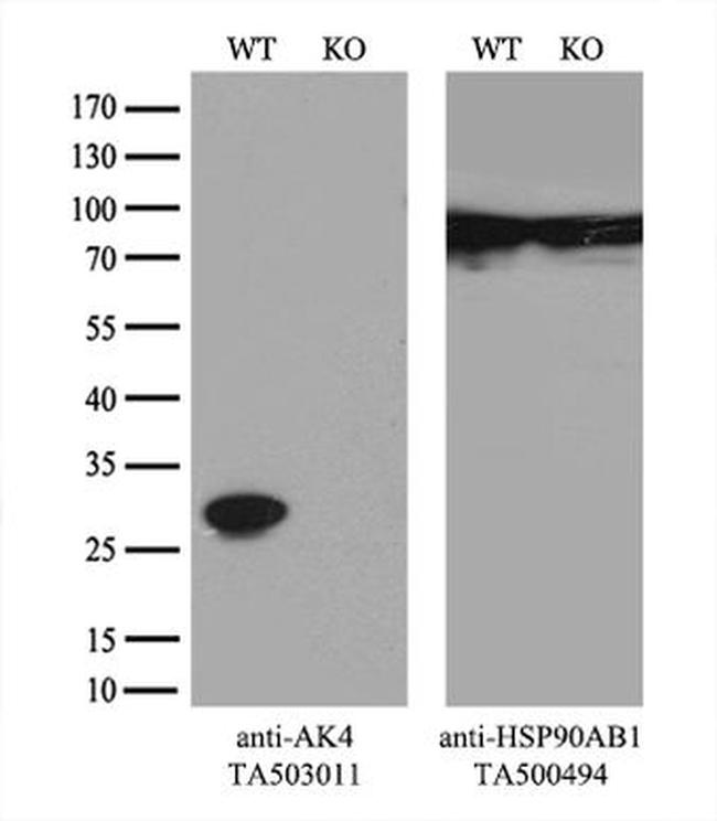 AK4 Antibody in Western Blot (WB)