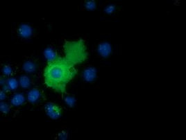 AK5 Antibody in Immunocytochemistry (ICC/IF)