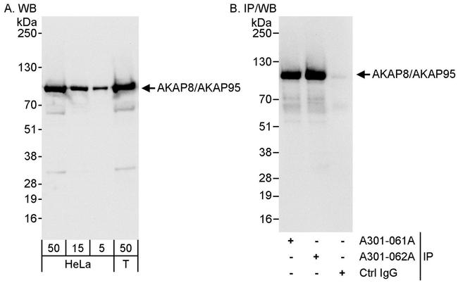 AKAP8/AKAP95 Antibody in Western Blot (WB)