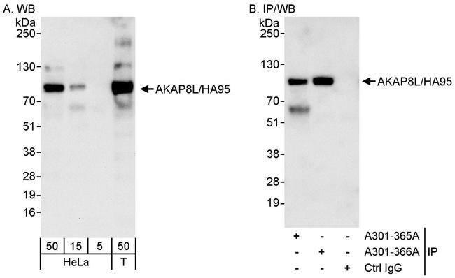 AKAP8L/HA95 Antibody in Western Blot (WB)