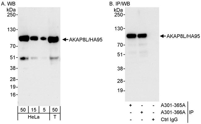 AKAP8L/HA95 Antibody in Western Blot (WB)