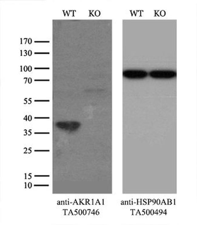 AKR1A1 Antibody in Western Blot (WB)