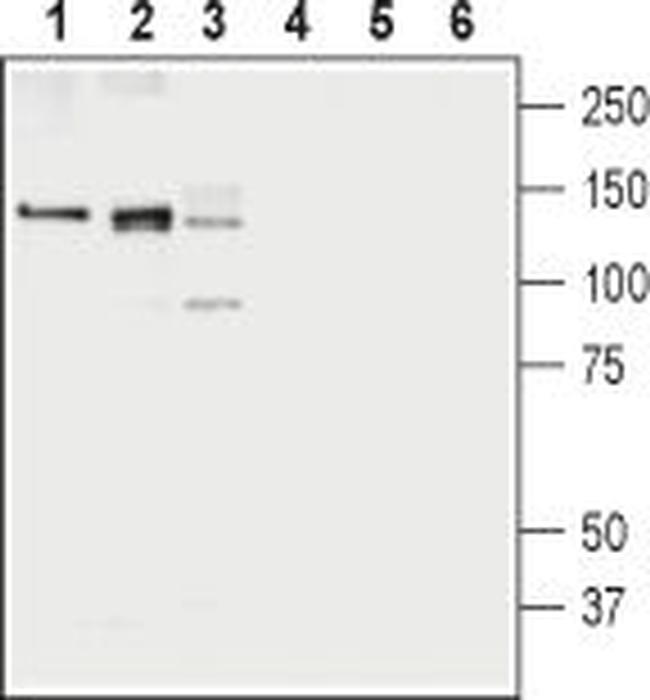 KCC1 (SLC12A4) Antibody in Western Blot (WB)