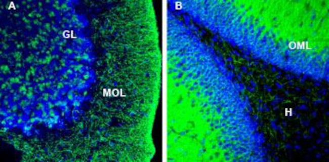 KCC2 (SLC12A5) Antibody in Immunohistochemistry (Frozen) (IHC (F))