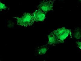 AKT1 Antibody in Immunocytochemistry (ICC/IF)