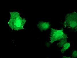 AKT1 Antibody in Immunocytochemistry (ICC/IF)