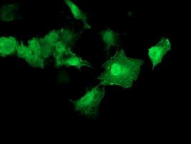 AKT1 Antibody in Immunocytochemistry (ICC/IF)