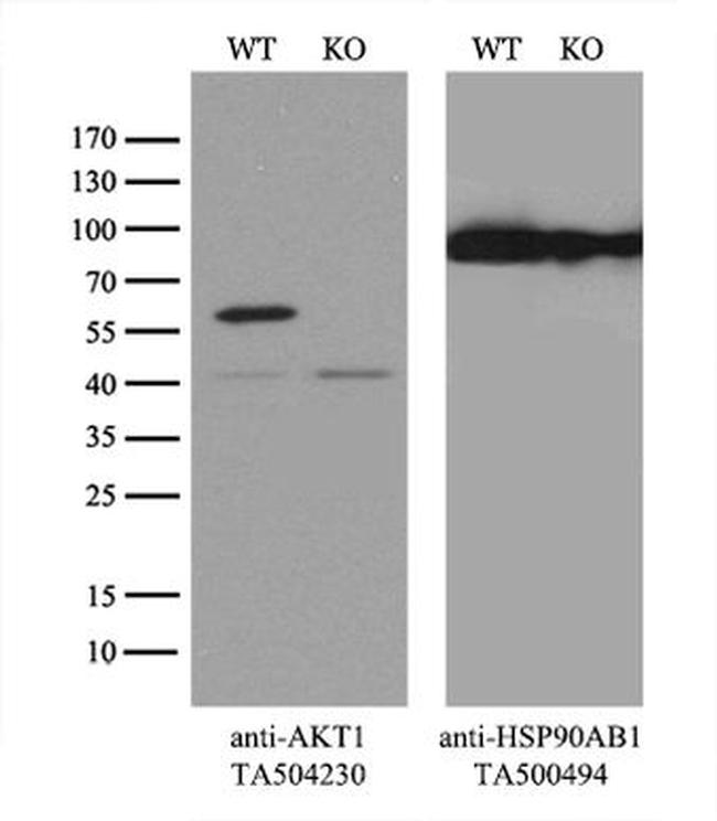 AKT1 Antibody in Western Blot (WB)