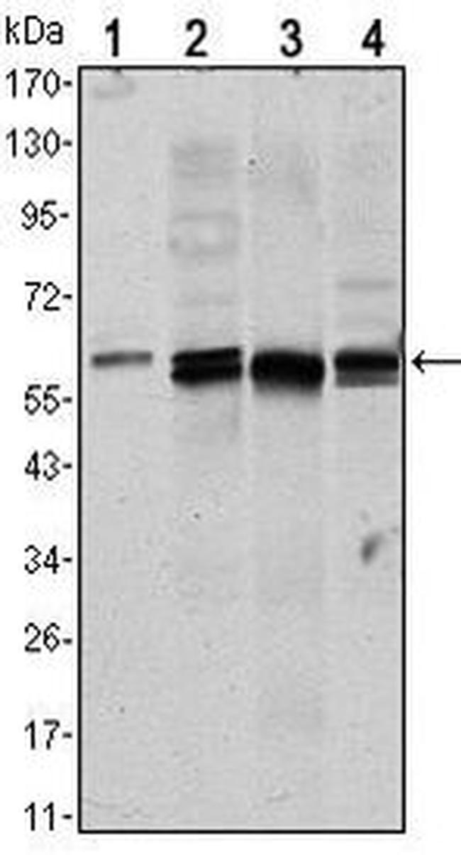 AKT1 Antibody in Western Blot (WB)