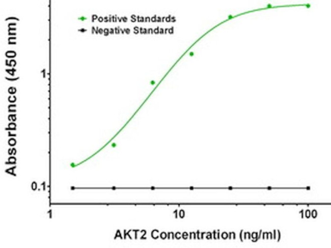 AKT2 Antibody in ELISA (ELISA)