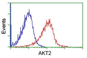 AKT2 Antibody in Flow Cytometry (Flow)