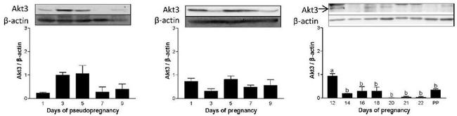 AKT3 Antibody in Western Blot (WB)