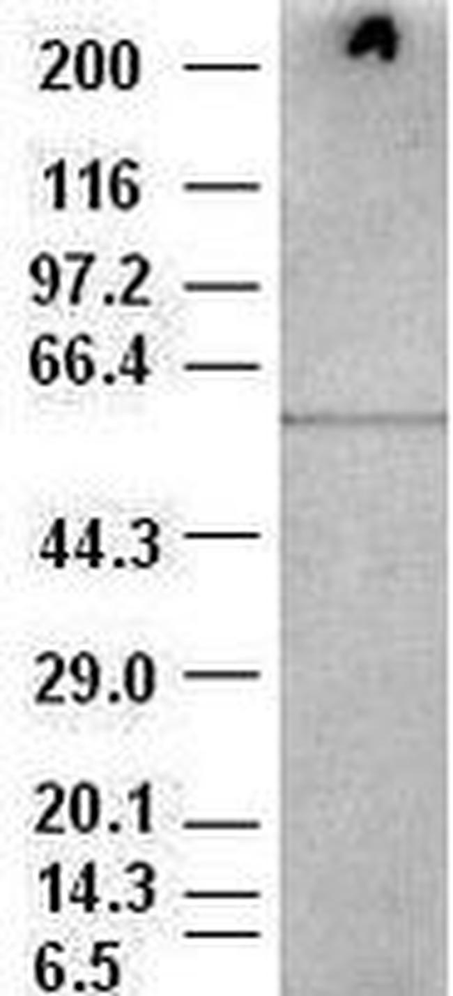 AKT3 Antibody in Western Blot (WB)