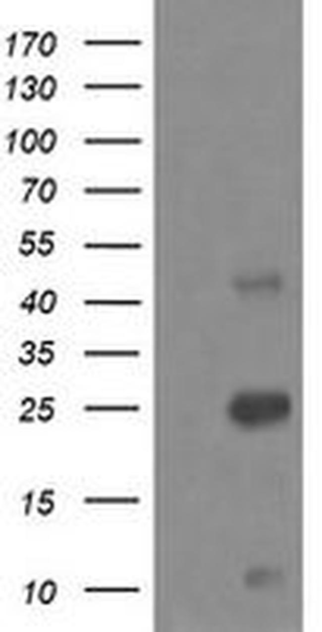 ALDH1A3 Antibody in Western Blot (WB)