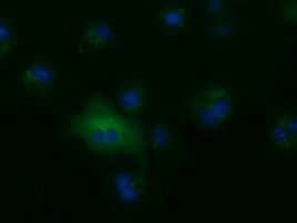 ALDH1L1 Antibody in Immunocytochemistry (ICC/IF)