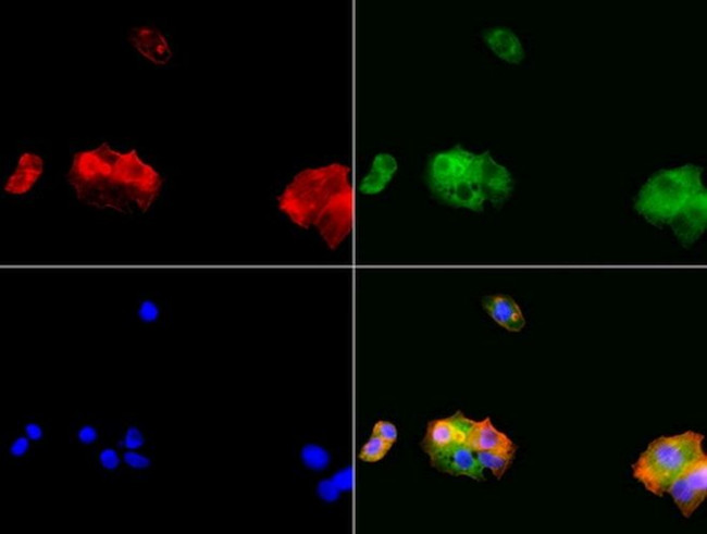 ALDH1L1 Antibody in Immunocytochemistry (ICC/IF)