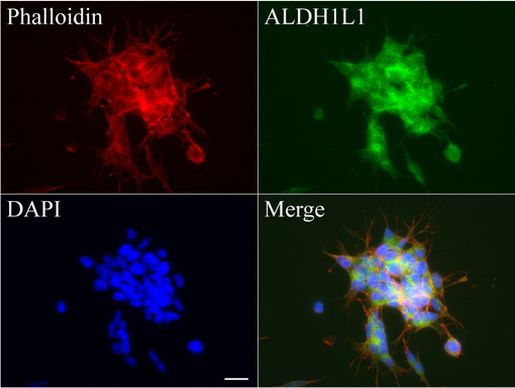 ALDH1L1 Antibody in Immunocytochemistry (ICC/IF)