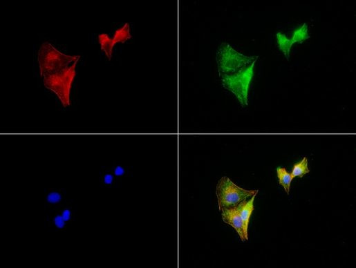 ALDH1L1 Antibody in Immunocytochemistry (ICC/IF)