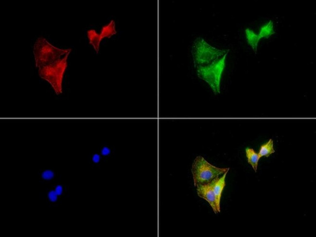 ALDH1L1 Antibody in Immunocytochemistry (ICC/IF)