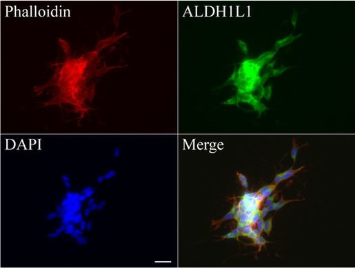 ALDH1L1 Antibody in Immunocytochemistry (ICC/IF)