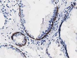 ALDH1L1 Antibody in Immunohistochemistry (Paraffin) (IHC (P))