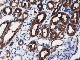 ALDH1L1 Antibody in Immunohistochemistry (Paraffin) (IHC (P))