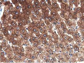 ALDH1L1 Antibody in Immunohistochemistry (Paraffin) (IHC (P))