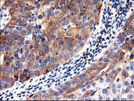 ALDH1L1 Antibody in Immunohistochemistry (Paraffin) (IHC (P))