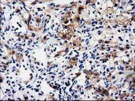 ALDH1L1 Antibody in Immunohistochemistry (Paraffin) (IHC (P))