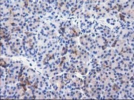 ALDH1L1 Antibody in Immunohistochemistry (Paraffin) (IHC (P))