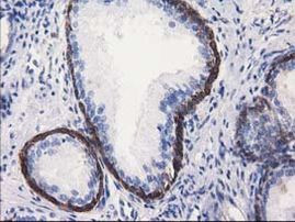 ALDH1L1 Antibody in Immunohistochemistry (Paraffin) (IHC (P))