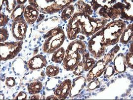 ALDH1L1 Antibody in Immunohistochemistry (Paraffin) (IHC (P))