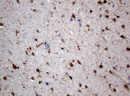 ALDH1L1 Antibody in Immunohistochemistry (Paraffin) (IHC (P))