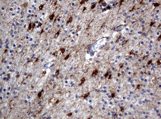 ALDH1L1 Antibody in Immunohistochemistry (Paraffin) (IHC (P))