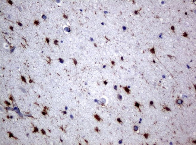 ALDH1L1 Antibody in Immunohistochemistry (Paraffin) (IHC (P))