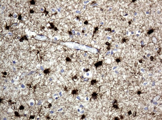 ALDH1L1 Antibody in Immunohistochemistry (Paraffin) (IHC (P))