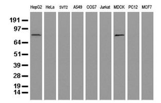 ALDH1L1 Antibody in Western Blot (WB)