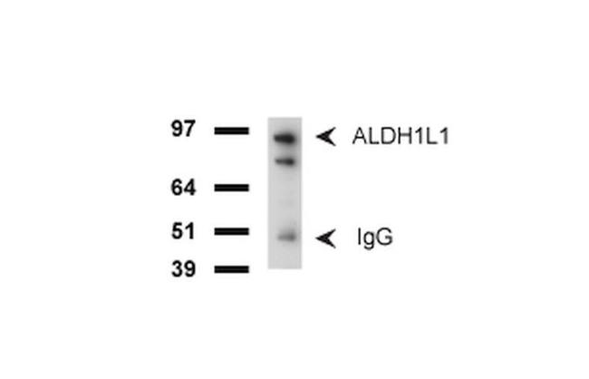 ALDH1L1 Antibody in Western Blot (WB)