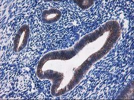 ALDH3A2 Antibody in Immunohistochemistry (Paraffin) (IHC (P))