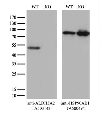 ALDH3A2 Antibody