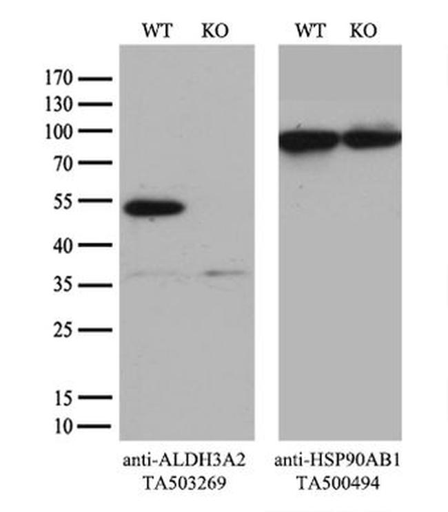 ALDH3A2 Antibody in Western Blot (WB)