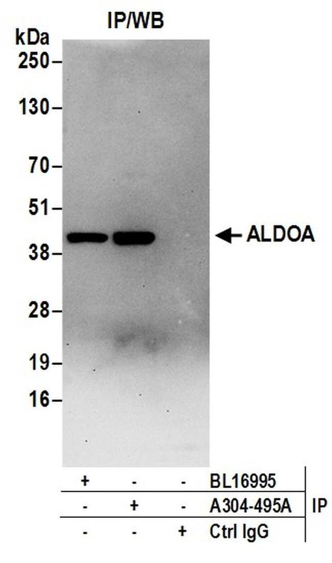 ALDOA Antibody in Western Blot (WB)