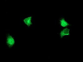 ALG2 Antibody in Immunocytochemistry (ICC/IF)