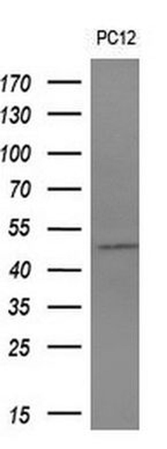ALG2 Antibody in Western Blot (WB)