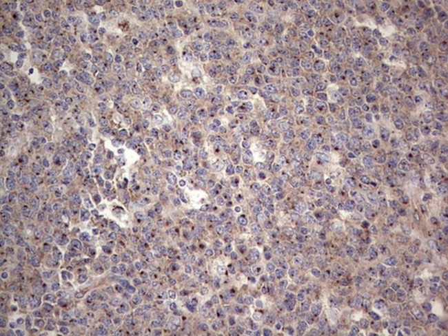 ALKBH1 Antibody in Immunohistochemistry (Paraffin) (IHC (P))