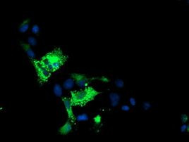 ALOX15 Antibody in Immunocytochemistry (ICC/IF)