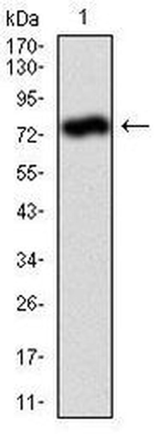 ALPL Antibody in Western Blot (WB)