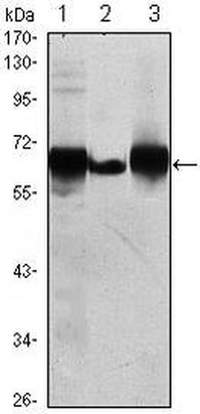 Placental Alkaline Phosphatase Antibody in Western Blot (WB)