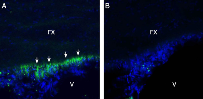 GP130 (extracellular) Antibody in Immunohistochemistry (Frozen) (IHC (F))